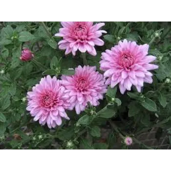 Organic Chrysanthemum Plant
