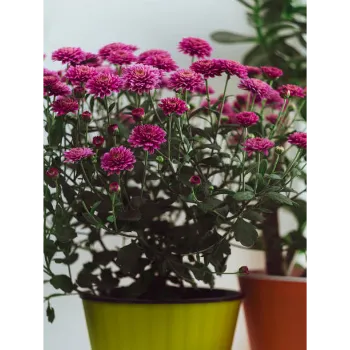 Chrysanthemum Plant