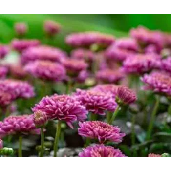 Common Chrysanthemum Plant