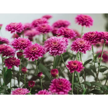 Natural Chrysanthemum Plant