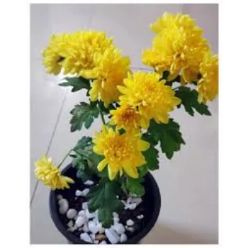 Yellow  Chrysanthemum Plant