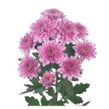 Organic  Chrysanthemum Plant