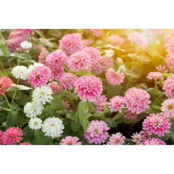Chrysanthemum Plant