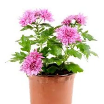 Natural Chrysanthemum Plant
