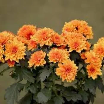natural Chrysanthemum Plant