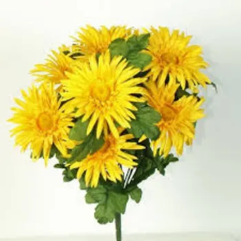  Organic   Chrysanthemum Plant