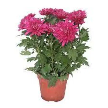Chrysanthemum Plant