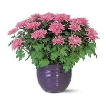 Rare Chrysanthemum Plant