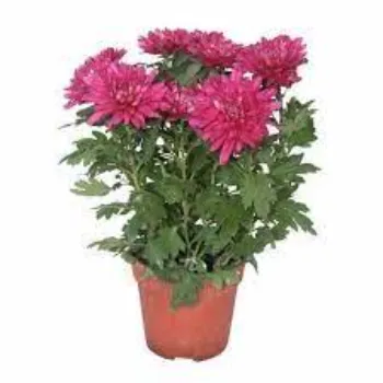 Organic Chrysanthemum Plant