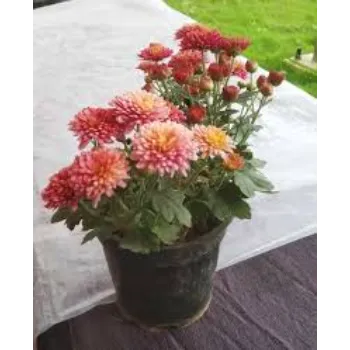 Natural Chrysanthemum Plant
