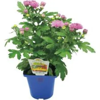 Natural Chrysanthemum Plant