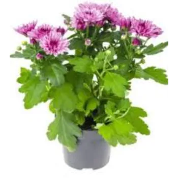 Fresh Chrysanthemum Plant