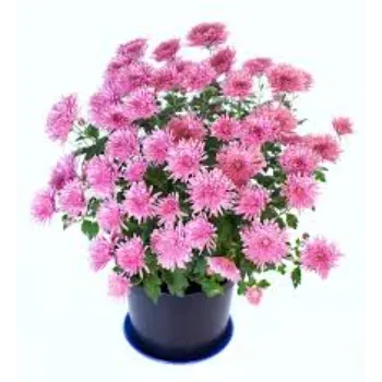 Chrysanthemum Plant