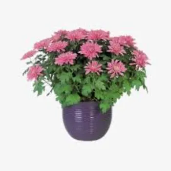 Natural  Chrysanthemum Plant