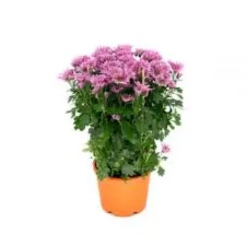 Natural Chrysanthemum Plant
