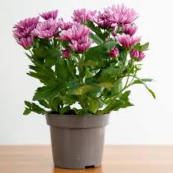 Organic Chrysanthemum Plant