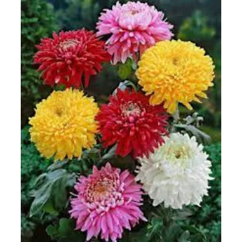 Organic Chrysanthemum Plants