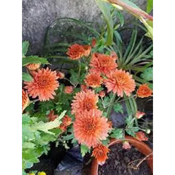 Common Chrysanthemum Plants