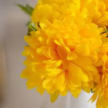 Organic Chrysanthemum Plants