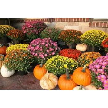 Organic Chrysanthemum Plant