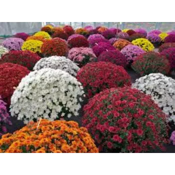 Fresh Chrysanthemum Plant Manufacturer