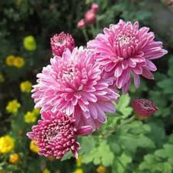 Organic Chrysanthemum Plant Manufacturer