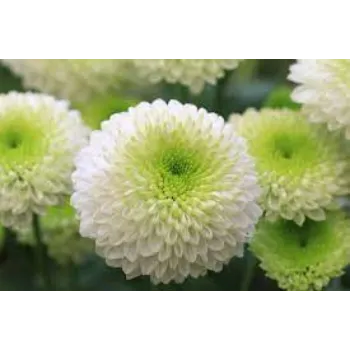 Organic Chrysanthemum Plant Manufacturer