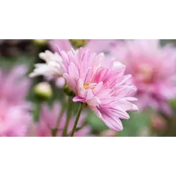 Natural Chrysanthemum Plant Manufacturer
