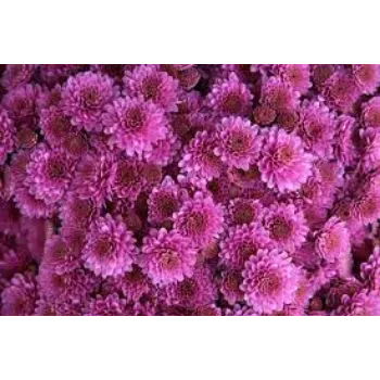 Organic Chrysanthemum Plants Manufacturer