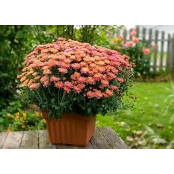 Organic Chrysanthemum Plant Exporter