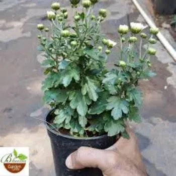 Fresh Chrysanthemum Plant Exporter