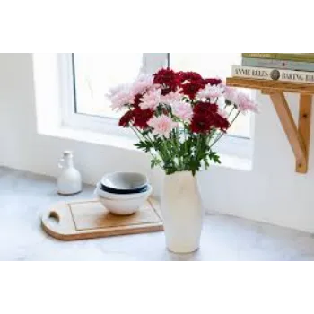 Natural Chrysanthemum Plants