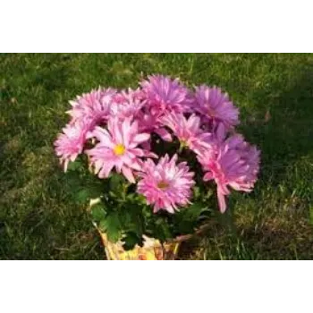 Organic Chrysanthemum Plant Retaile
