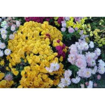 Organic Chrysanthemum Plants Manufacturer