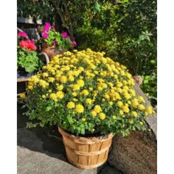 Organic Chrysanthemum Plant Manufacturer