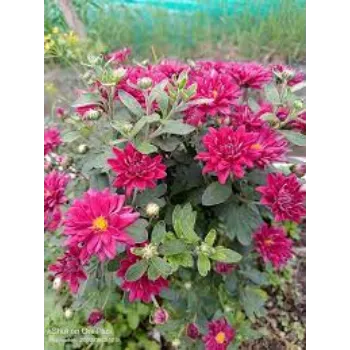 Natural Chrysanthemum Plants