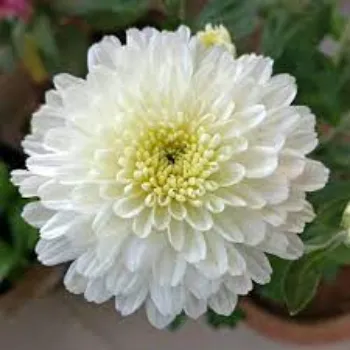 Organic Chrysanthemum Plants