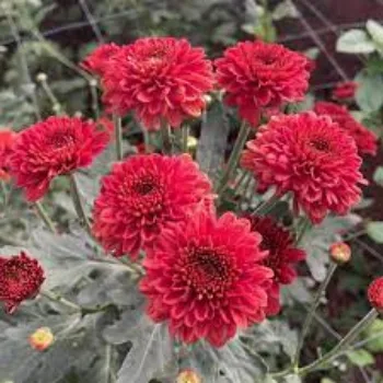 Natural Chrysanthemum Plants