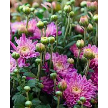 Organic Chrysanthemum Plants