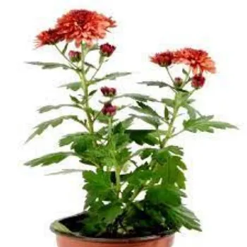 Natural Chrysanthemum Plants