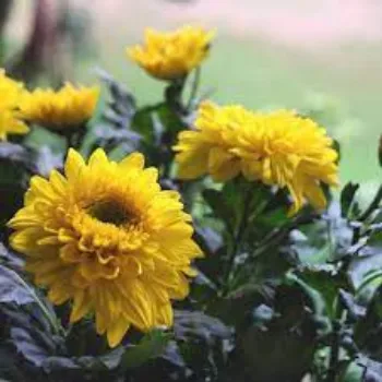 Organic Chrysanthemum Plants