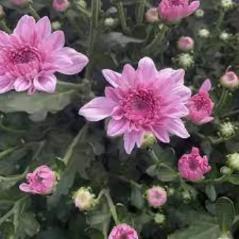 Fresh Chrysanthemum  Plants