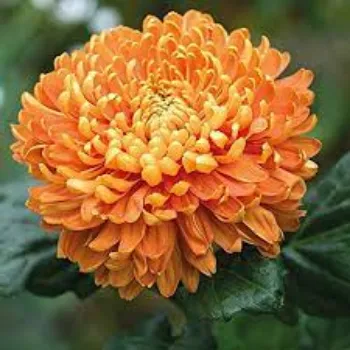 Common Chrysanthemum Plants