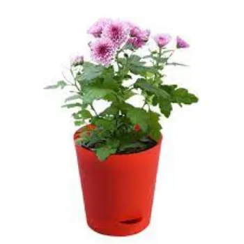 Natural Chrysanthemum Plants