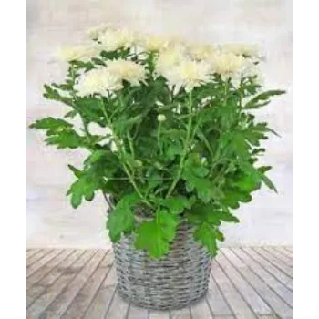Natural Chrysanthemum Plants