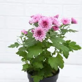 Natural Chrysanthemum Plants