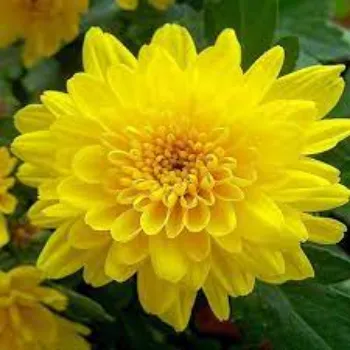 Natural Chrysanthemum Plants