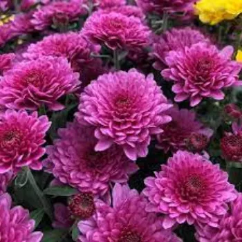 Organic Chrysanthemum Plants