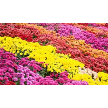 Common Chrysanthemum Plants