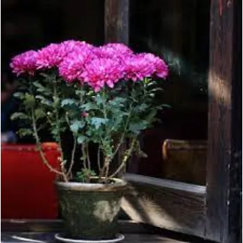 Organic Chrysanthemum Plants